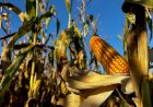 El Niño ainda não se acoplou à atmosfera e mantém incertezas sobre o clima na safra 2026/2027 | Estadão MT
