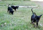 Um lar para chamar de seu: 11 pets esperam por adoção em Várzea Grande