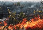 Mato Grosso Registra Menor Número de Focos de Calor da História em Julho de 2026