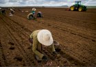 Atraso de R$ 141 Milhões no Seguro Rural Gera Insegurança Entre Produtores de Mato Grosso