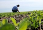 Prefeitura de Barra do Garças Promove Dia de Campo no Assentamento Serra Verde