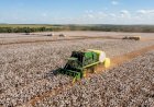 Mato Grosso Conclui Colheita de Algodão da Safra 2026 com Produtividade Notável