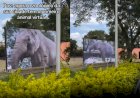 Sandro holograma? Zoológico de Sorocaba instala telão com ‘elefante virtual’ no recinto onde ele viveu por mais de 40 anos