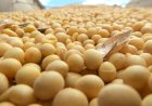 Safra de Soja em Mato Grosso: Plantio Avança com Expectativa de Produtividade Abaixo do Normal