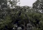Vendaval causa danos em Colíder e afeta fauna local
