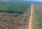 Mato Grosso Tem Queda de 46,7% no Desmatamento da Amazônia e Leve Redução no Cerrado