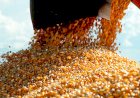 Queda no Preço do Milho em Mato Grosso: Redução de 2,5% nesta Semana