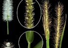 Acadêmica da UFMT Sinop é premiada por coleção de plantas forrageiras