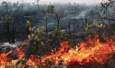 Mato Grosso Registra Menor Número de Focos de Calor da História em Julho de 2026