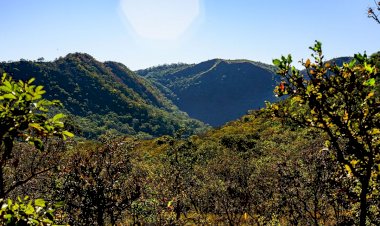 Município de MT lidera ranking de recuperação de vegetação no Cerrado, aponta MapBiomas