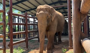 Elefante Sandro Adapta-se à Nova Rotina no Santuário de Chapada dos Guimarães
