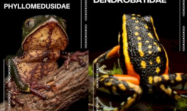 Estudo da UFMT Identifica 50 Espécies de Anfíbios no Parque Estadual do Xingu