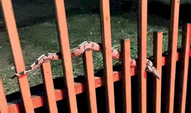 Moradores encontram serpente no portão de casa no Nortão