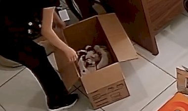 Sinop: APAMS relata abandono de 7 filhotes em caixa e cobra responsabilidade dos tutores