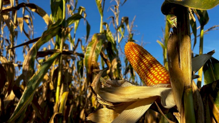 El Niño ainda não se acoplou à atmosfera e mantém incertezas sobre o clima na safra 2026/2027 | Estadão MT