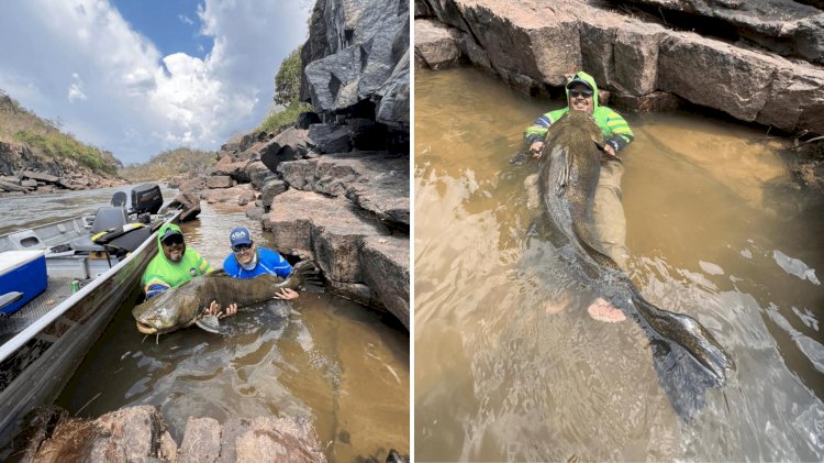 Gigante Jaú de 1,5 Metro é Capturado e Devolvido ao Rio Araguaia em Baliza