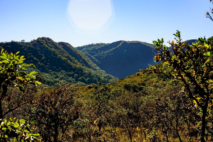 Cocalinho (MT) Lidera Recuperação de Vegetação no Cerrado, Segundo MapBiomas