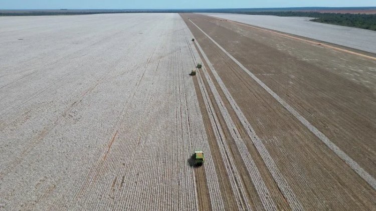 Colheita de Algodão Impulsiona Economia no Nortão de Mato Grosso e Reforça Posição de Liderança nas Exportações