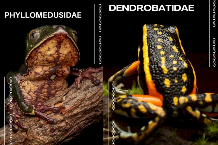 Estudo da UFMT Identifica 50 Espécies de Anfíbios no Parque Estadual do Xingu