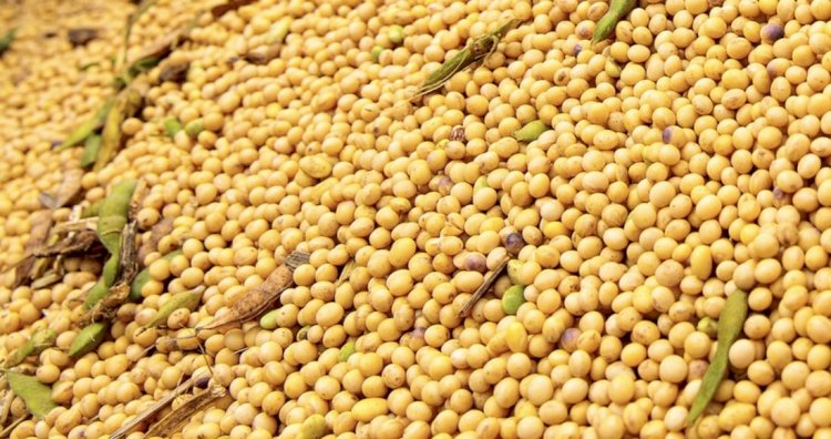 Preço da Soja em Mato Grosso Alcança Nível Recorde em Dois Anos