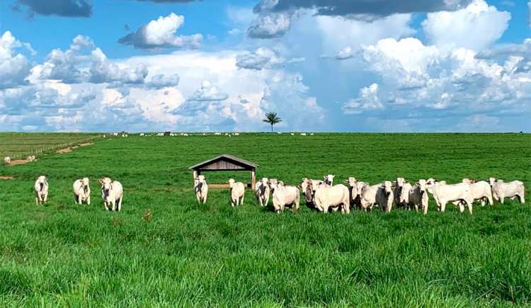 Arroba do Boi Gordo em Mato Grosso Registra Alta de 1,5% na Segunda Quinzena de Setembro