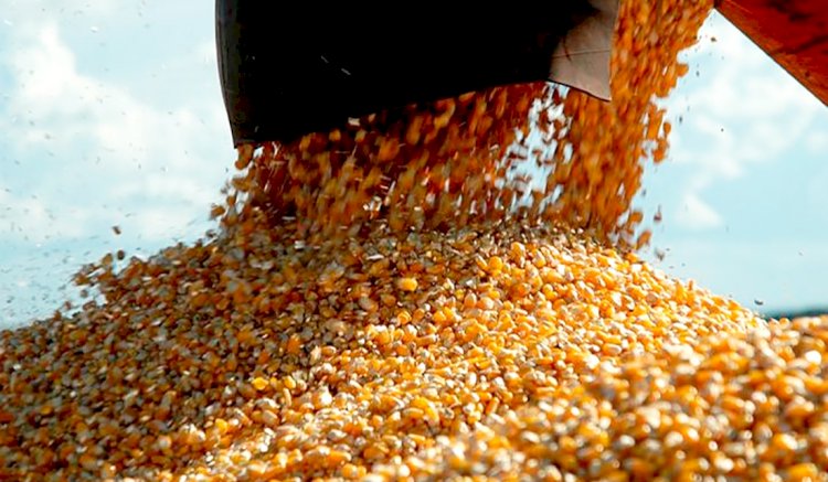 Queda no Preço do Milho em Mato Grosso: Redução de 2,5% nesta Semana