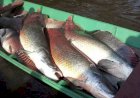 Governador propõe proibição sobre apenas 14 espécies de peixes em MT; mais de 100 ficariam liberadas