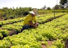 Sefaz reduz tempo para liberação de inscrição estadual de micro e produtores rurais