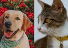 Lei que proíbe remédios para evitar que cadelas e gatas entrem no cio é aprovada em MT