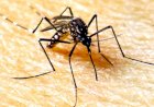 SES alerta a população para combater o Aedes aegypti no período de chuvas