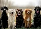 TJ-MT manda médico pagar pensão a cinco cães após divórcio: ração e veterinário