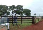 Proprietário reconhece rebanho e PM recupera gado e cavalo furtados na região do Araguaia