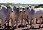 Com tarifas menores nos EUA, Famato prevê ampliar exportações de carne bovina de Mato Grosso