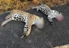 Duas onças-pintadas são encontradas mortas em rodovia de MT