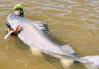 Peixe de 1,8m pescado no Rio Araguaia não pode ser consumido e deve ser devolvido à água, diz guia