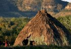 Ibama manda proprietário retirar gado da Terra Indígena Urubu Branco em Confresa