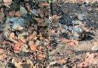 Ossada humana é encontrada em mata e quatro são presos em operação na região do Araguaia