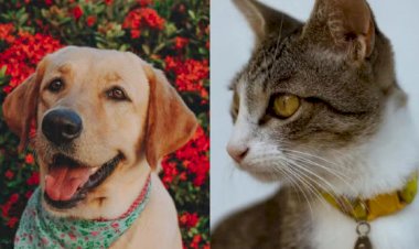 Lei que proíbe remédios para evitar que cadelas e gatas entrem no cio é aprovada em MT