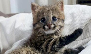 Filhote de gato selvagem é resgatado em lavoura na região do Araguaia e recebe tratamento médico
