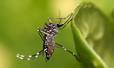 Brasil registra 1,66 milhão de casos prováveis de dengue em 2025