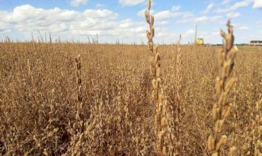 Gergelim se firma como segunda safra promissora e alternativa estratégica em Mato Grosso