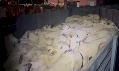 Trio é preso suspeito de furto de gado na zona rural de Barra do Garças