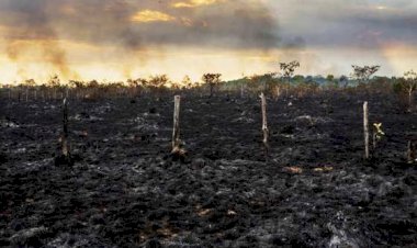 Incêndios podem comprometer produtividade do solo por até 10 anos em Mato Grosso