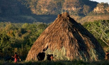 Ibama manda proprietário retirar gado da Terra Indígena Urubu Branco em Confresa