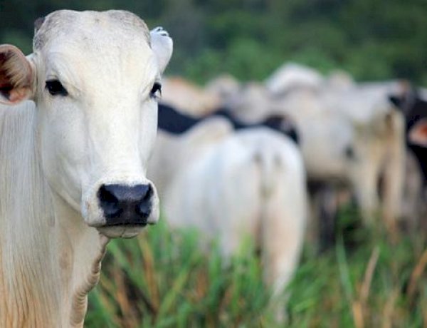 Com Brasil no topo da exportação de carne mundial, estrutura da propriedade rural vira diferencial competitivo
