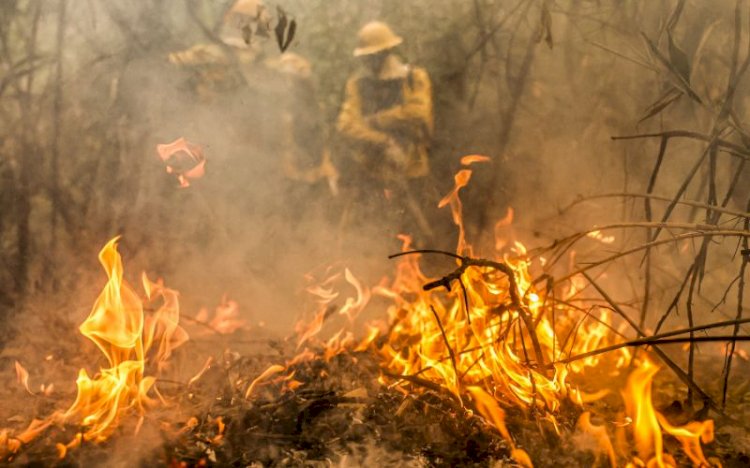 Brasil teve 11,39 milhões de hectares atingidos pelo fogo este ano