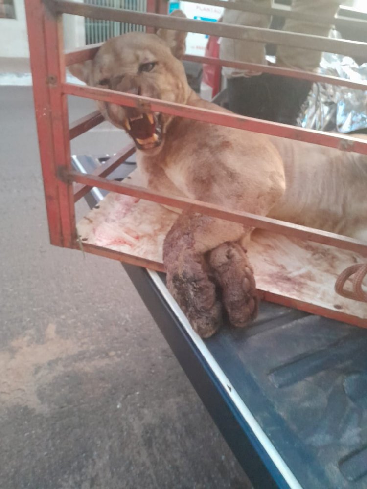 Onça-parda resgatada em Campinápolis é levada à Goiânia