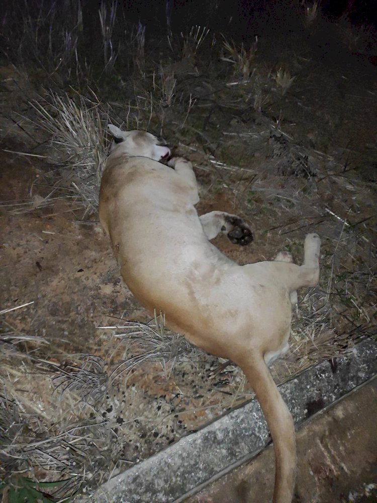 Onça-parda resgatada em Campinápolis é levada à Goiânia