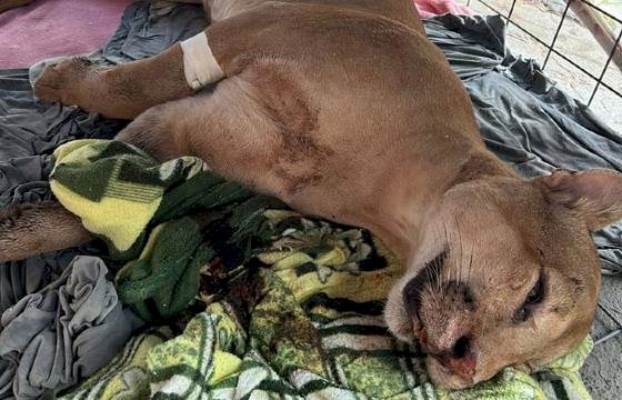 Onça-parda resgatada em Campinápolis é sacrificada pelo Ibama em Goiânia