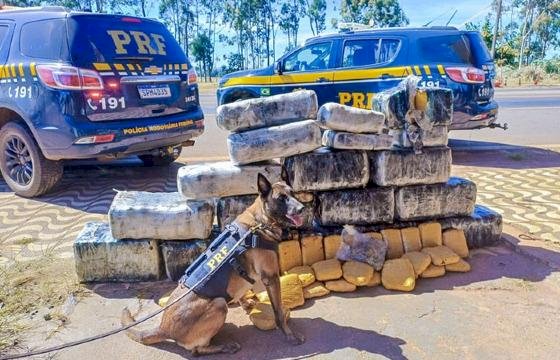 Cão farejador auxilia na apreensão de carga milionária de supermaconha